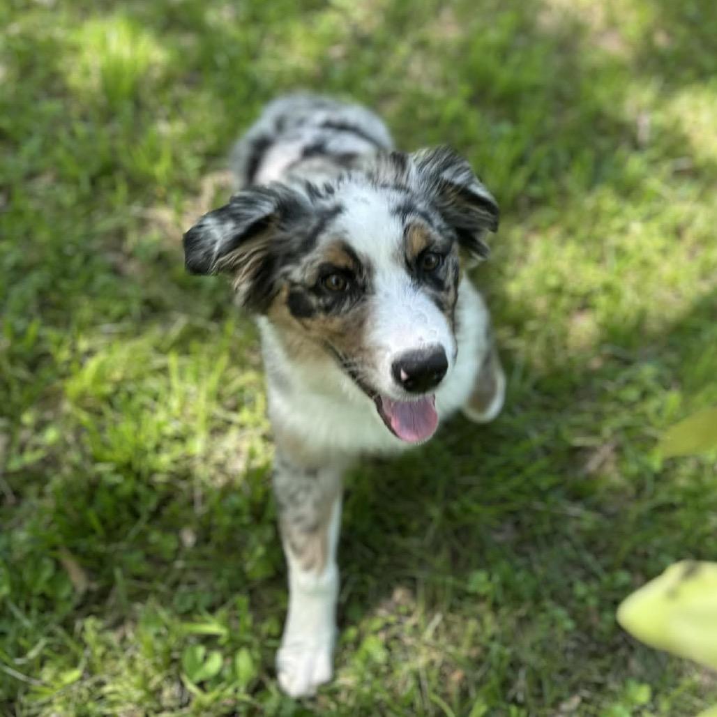 Mr. Austin, Adoptable, Puppy Male Australian Shepherd.