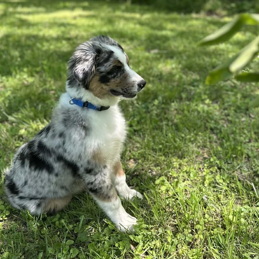 Mr. Austin, a Adoptable Australian Shepherd in Kansas City, MO image 2/4