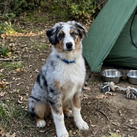 Mr. Austin, a Adoptable Australian Shepherd in Kansas City, MO image 3/4