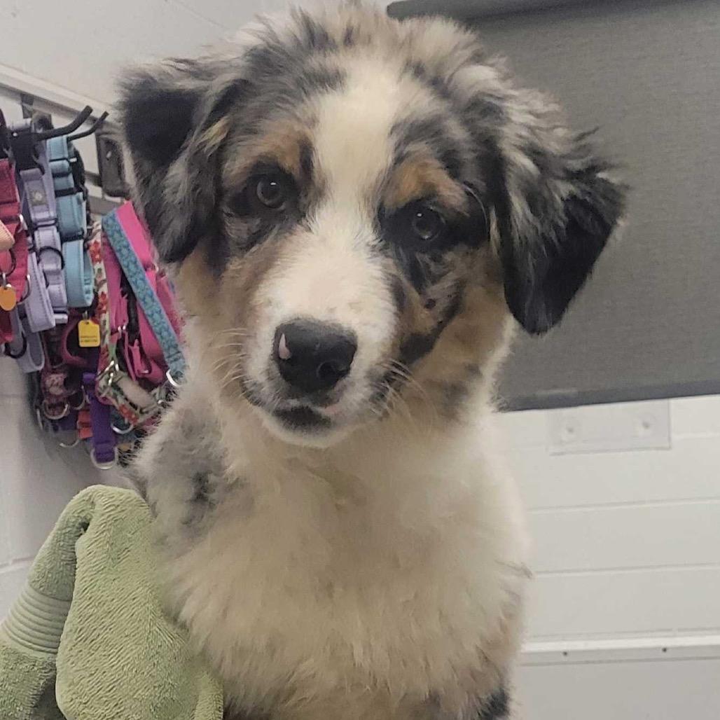 Mr. Austin, a Adoptable Australian Shepherd in Kansas City, MO image 4/4
