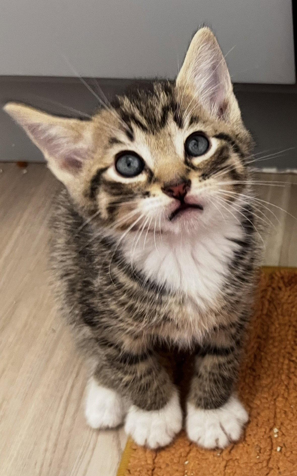 Baconator, Adoptable, Young Male Domestic Short Hair.