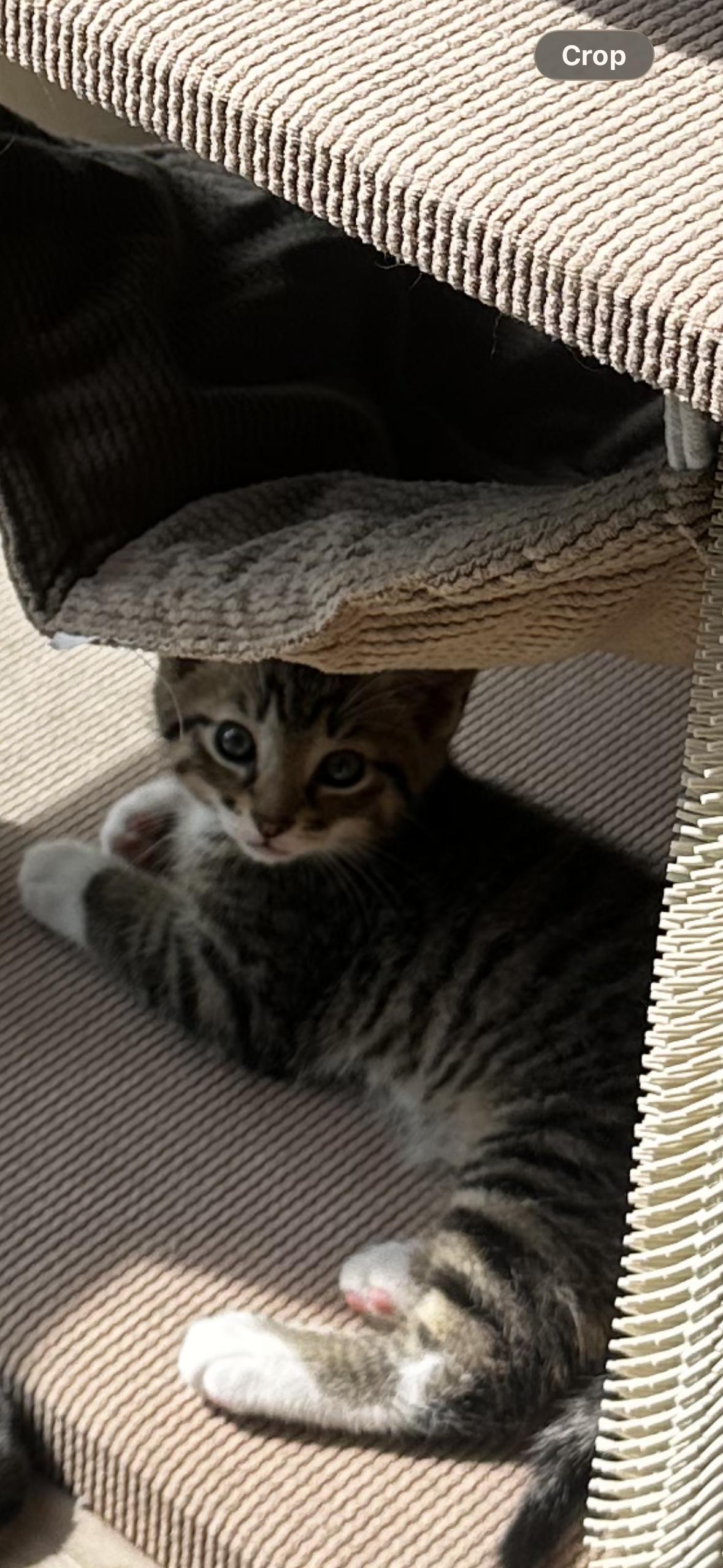 Baconator, a Adoptable Domestic Short Hair in Rockville, MD image 2/3