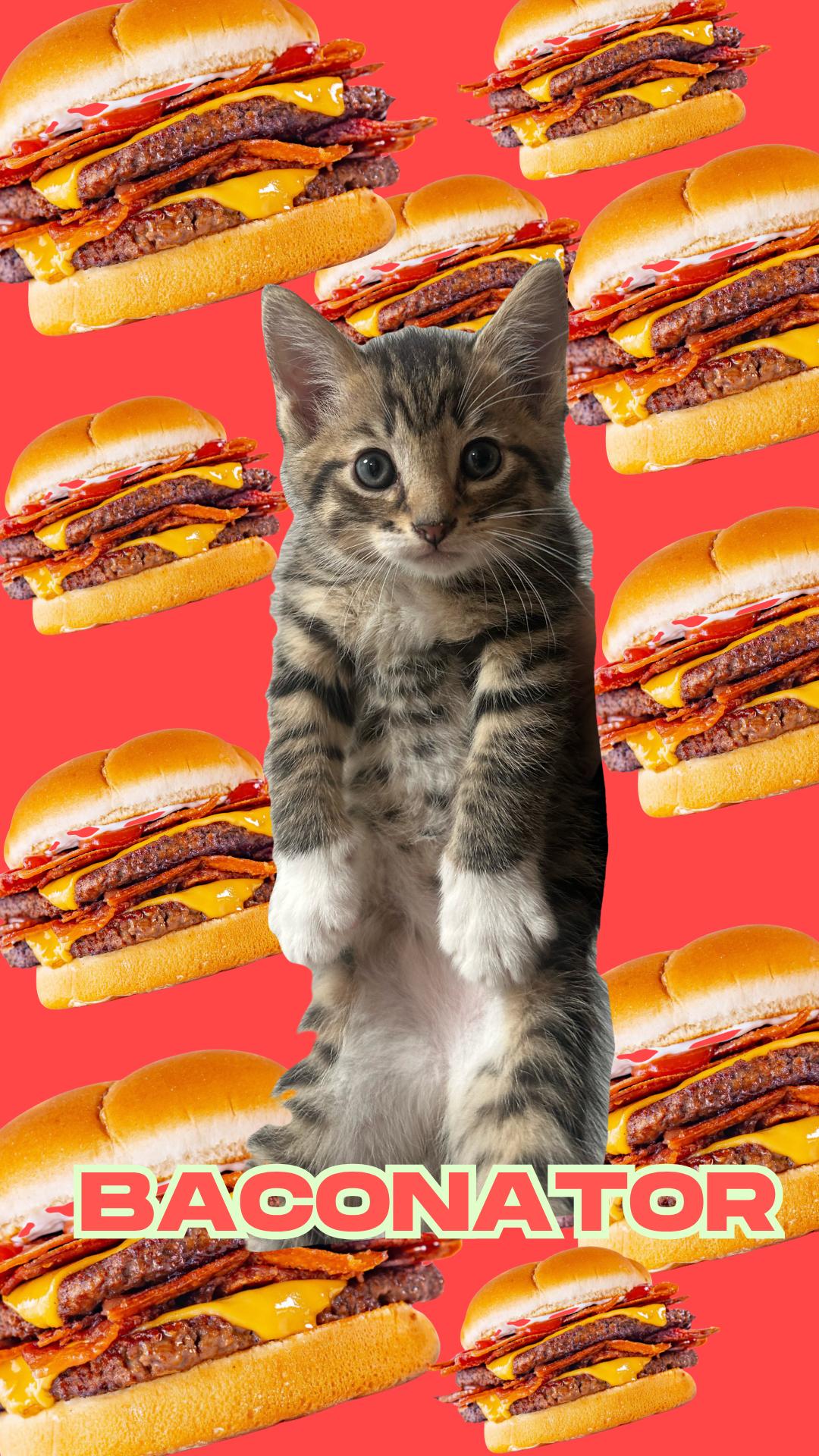 Baconator, a Adoptable Domestic Short Hair in Rockville, MD image 3/3