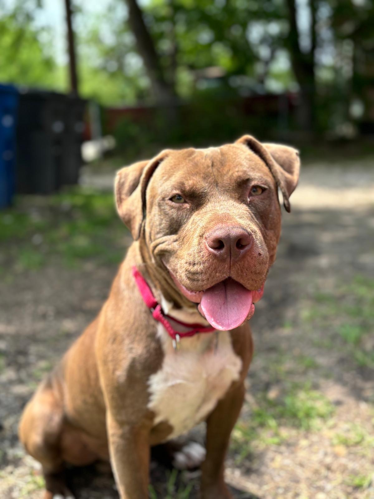 Cole, Adoptable, Adult Male Pit Bull Terrier.