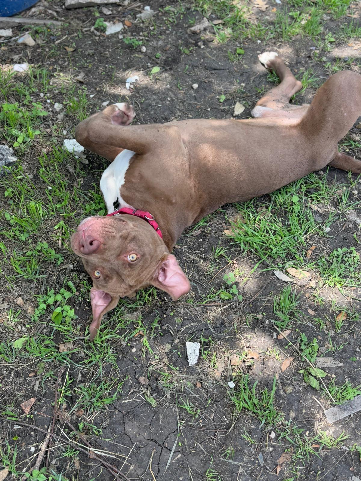 Enlarge Cole, a Adoptable mixed breed in San Antonio, TX image 3/6