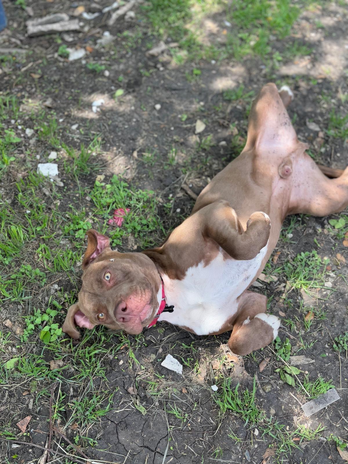 Enlarge Cole, a Adoptable mixed breed in San Antonio, TX image 4/6