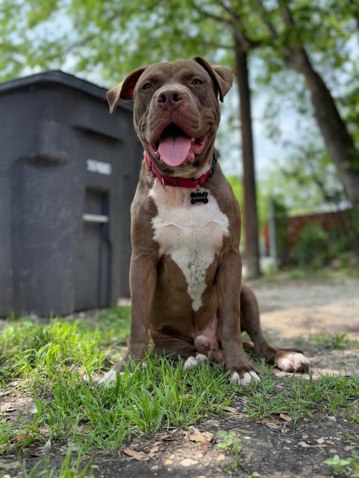 Enlarge Cole, a Adoptable mixed breed in San Antonio, TX image 5/6