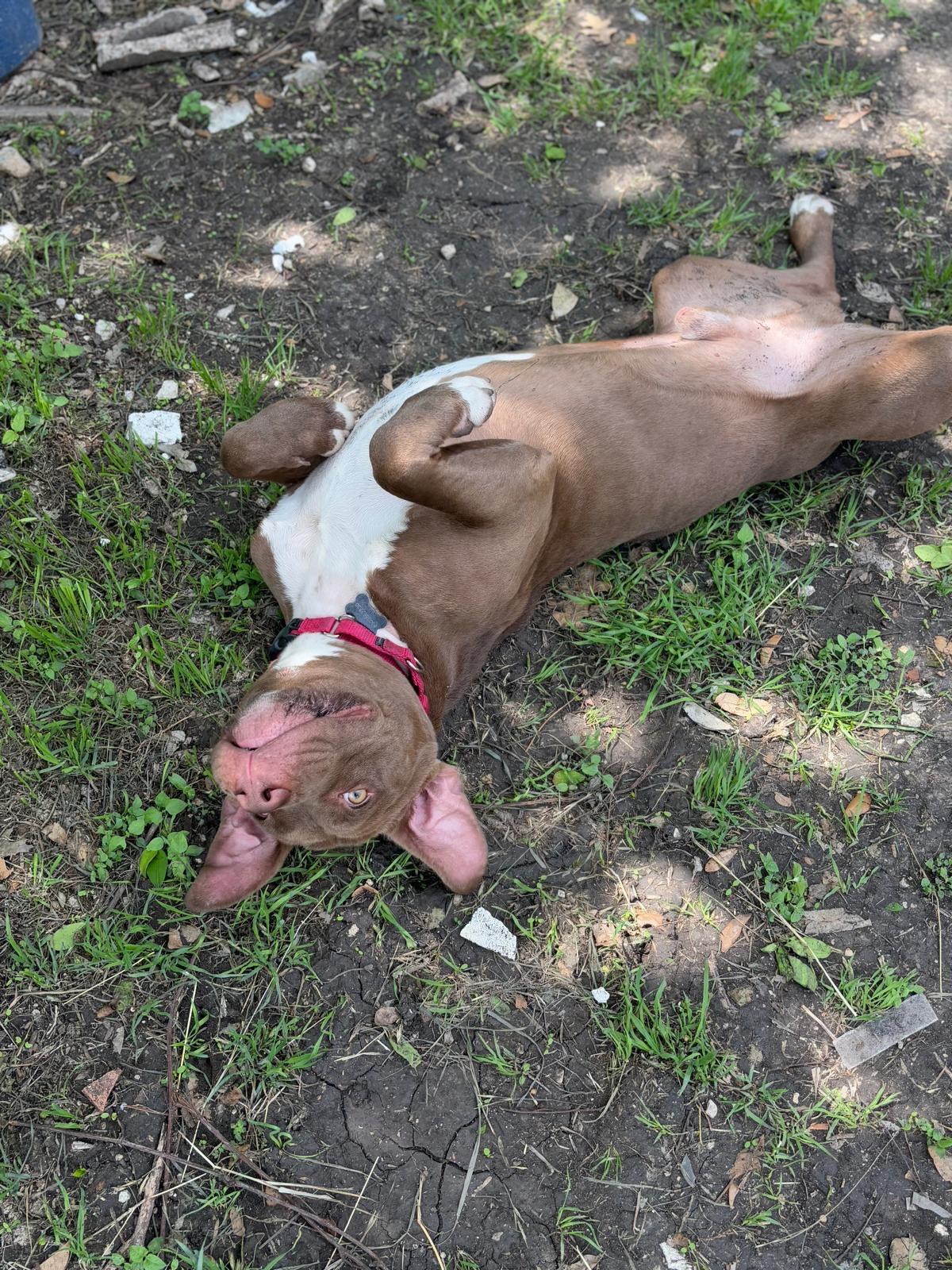 Enlarge Cole, a Adoptable mixed breed in San Antonio, TX image 6/6