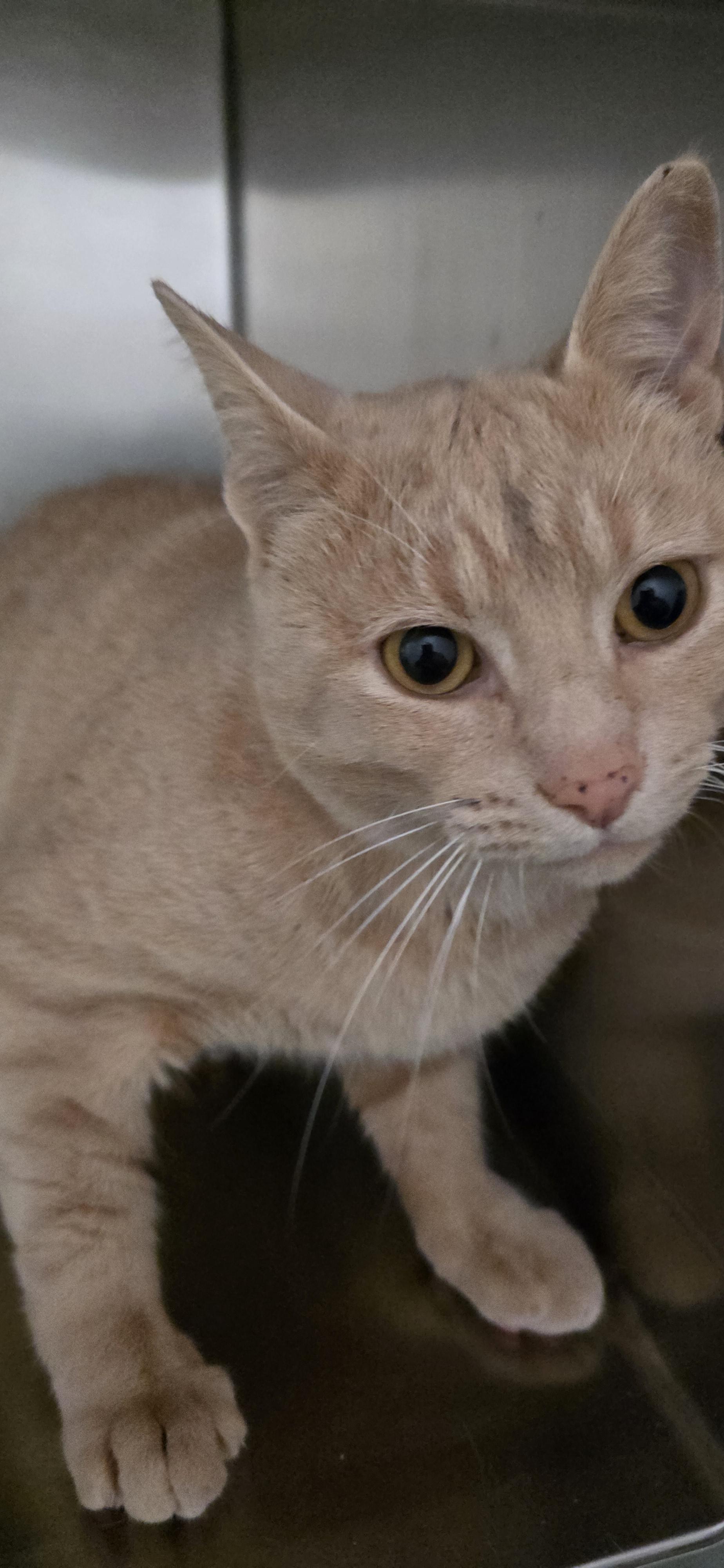 Dagwood, an adoptable Domestic Short Hair in Polson, MT, 59860 | Photo Image 2