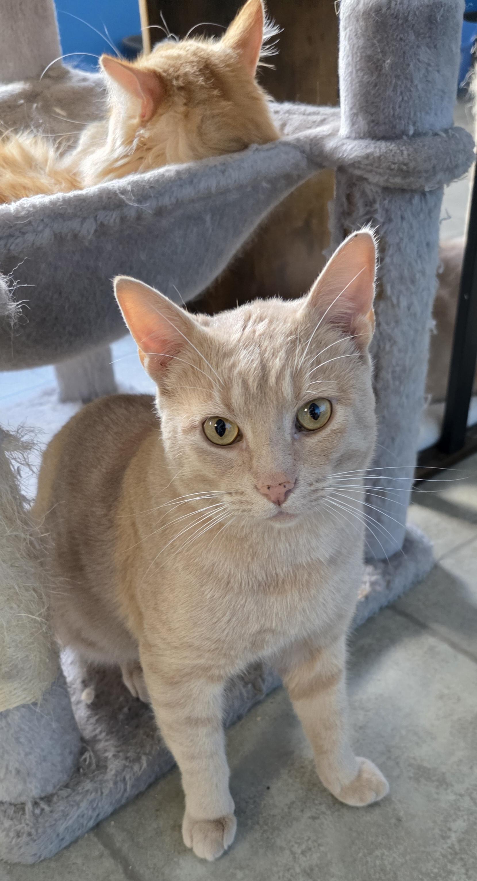 Dagwood, an adoptable Domestic Short Hair in Polson, MT, 59860 | Photo Image 1