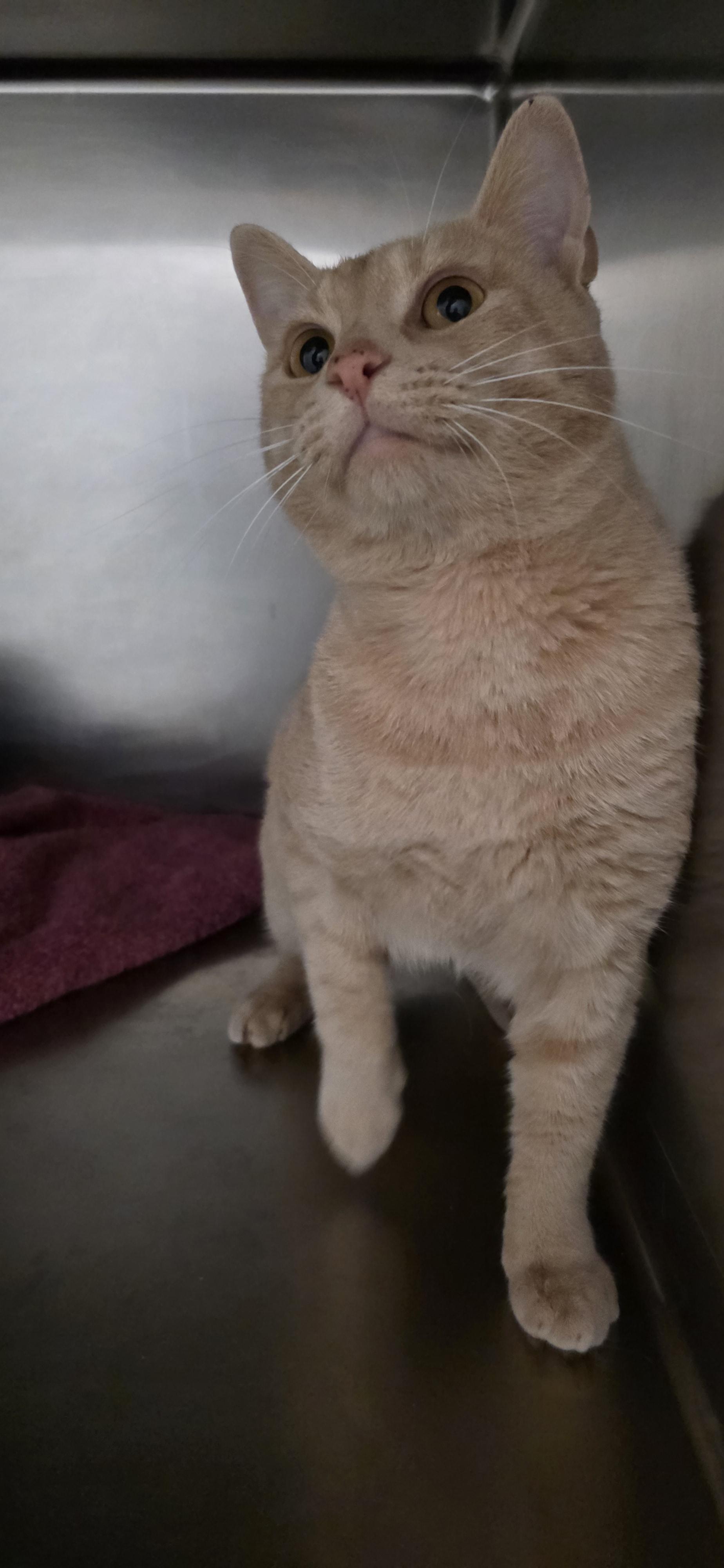 Dagwood, an adoptable Domestic Short Hair in Polson, MT, 59860 | Photo Image 3