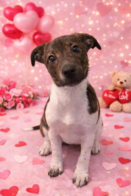 Daisy, adopted, Puppy Female Rat Terrier.