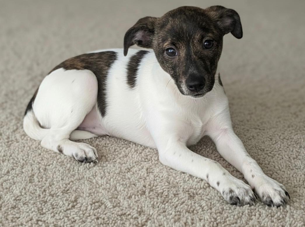 Daisy — thumbnail 4