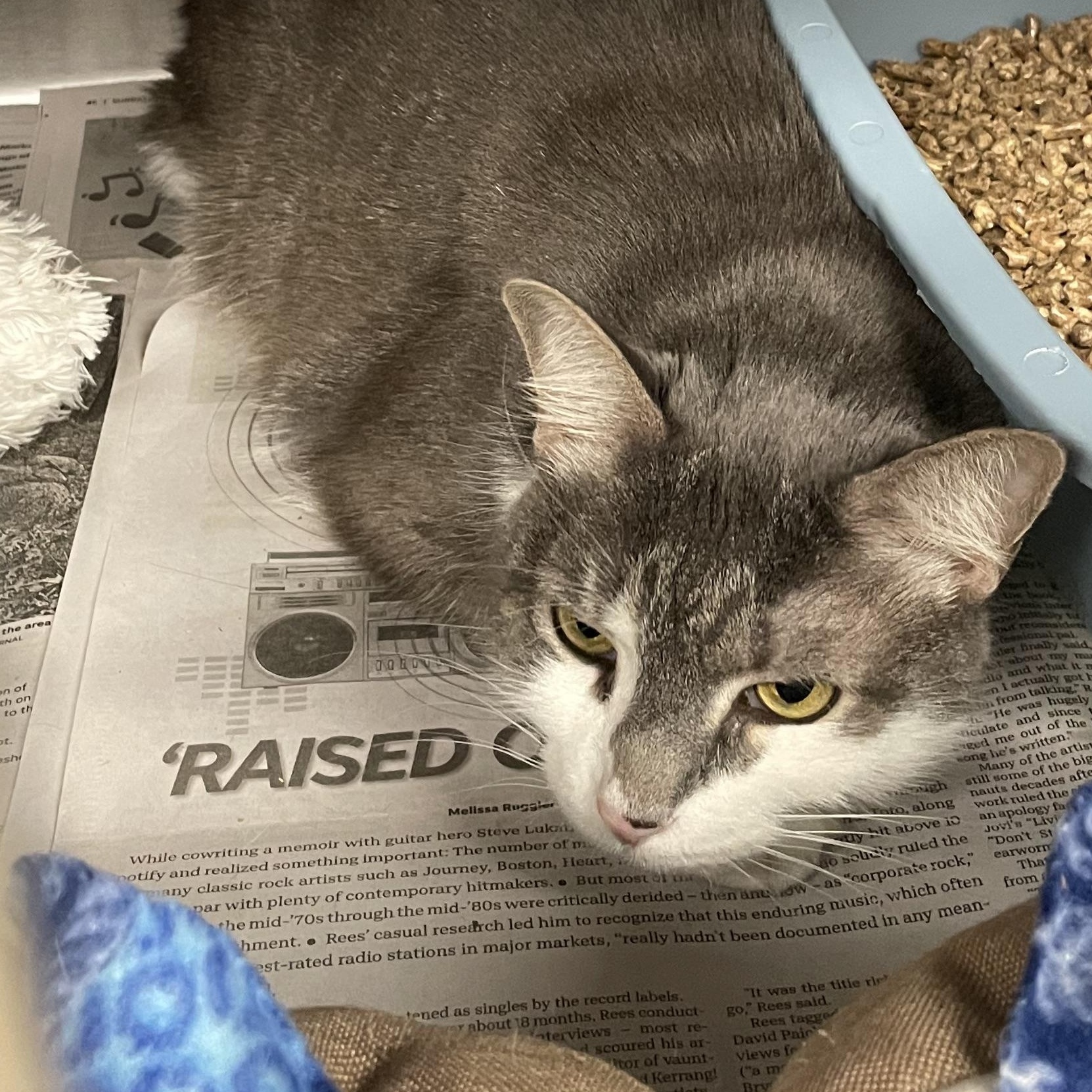 Enlarge Max, a Adoptable American Shorthair in North Kingstown, RI image 3/5