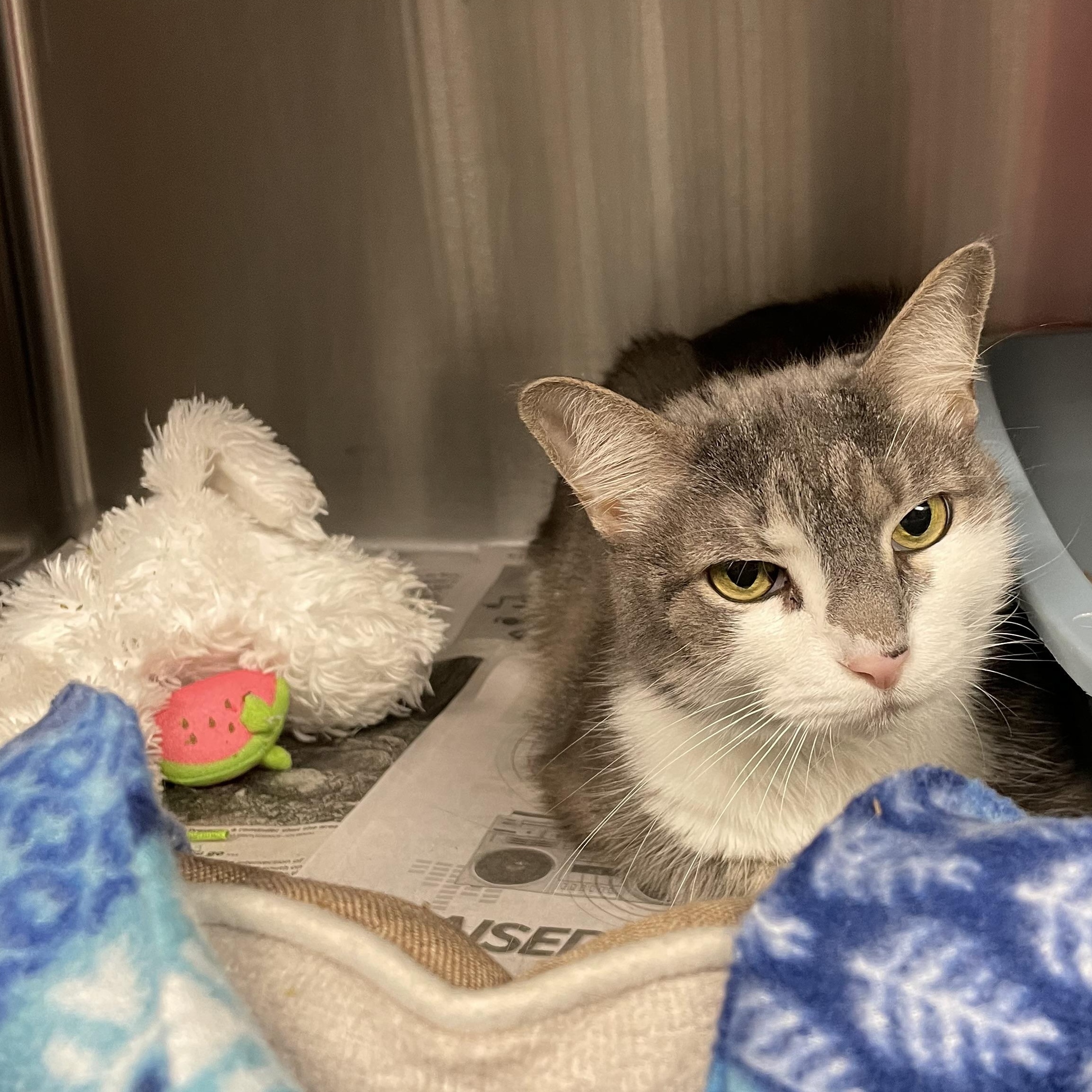 Enlarge Max, a Adoptable American Shorthair in North Kingstown, RI image 4/5