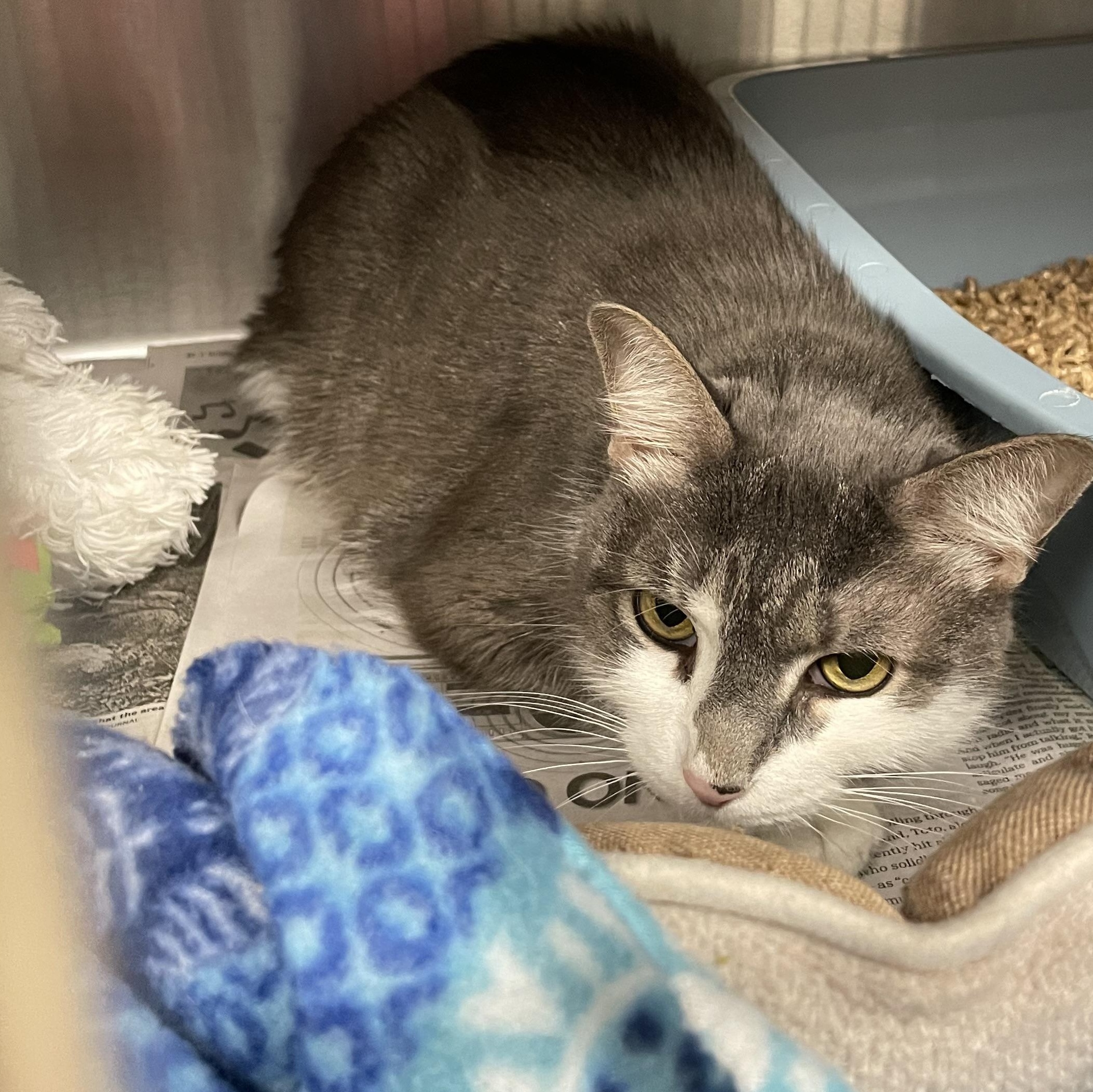 Enlarge Max, a Adoptable American Shorthair in North Kingstown, RI image 5/5