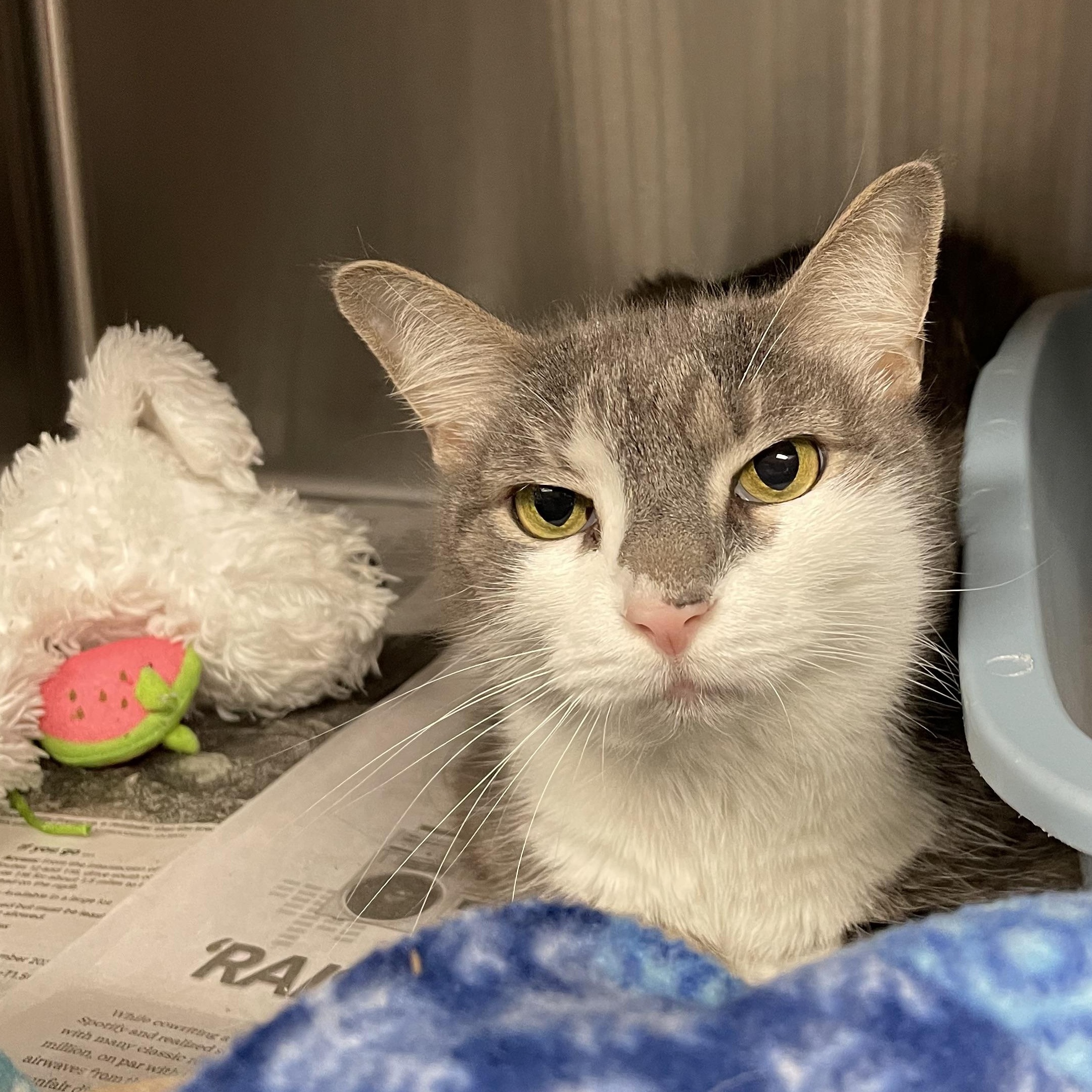 Enlarge Max, a Adoptable American Shorthair in North Kingstown, RI image 1/5