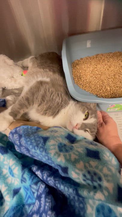 Enlarge Max, a Adoptable American Shorthair in North Kingstown, RI video 2/5