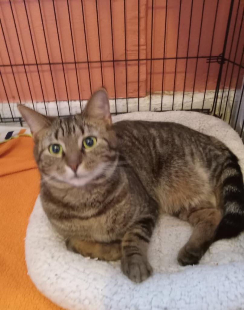 RUBY, Adoptable, Senior Female Domestic Long Hair.