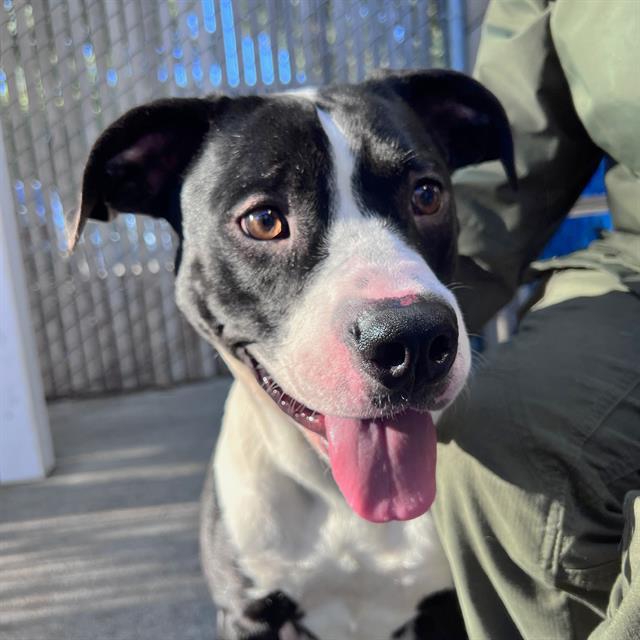 HUGGY, Adoptable, Young Female Pit Bull Terrier & Labrador Retriever.