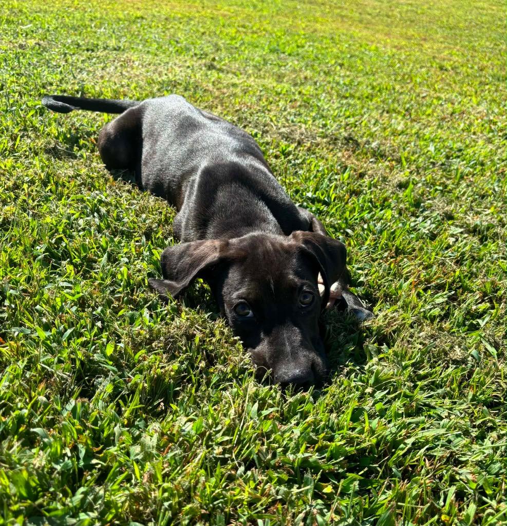 Alvin, a Adoptable mixed breed in Murray, KY image 1/3