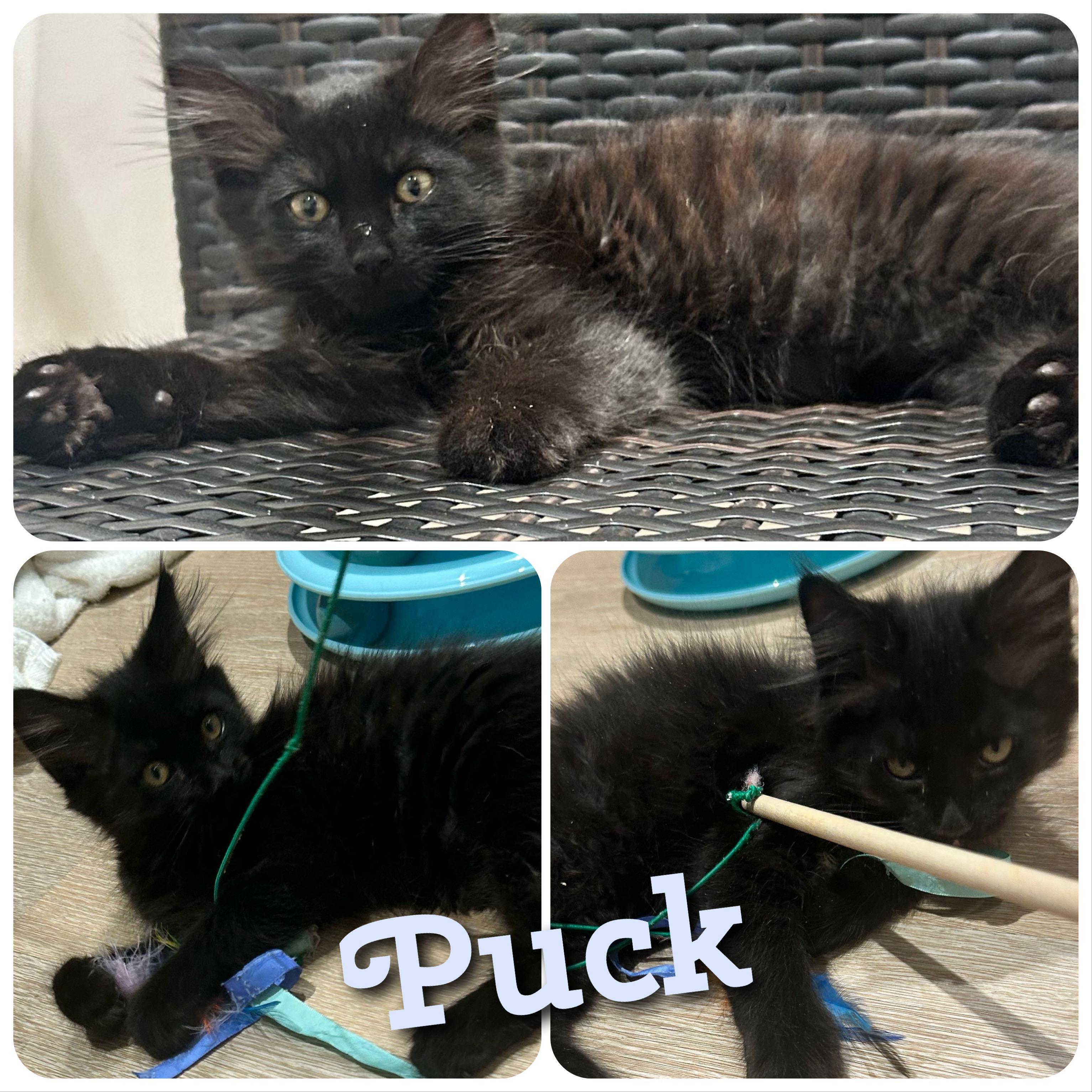 Puck, Adopted, Kitten Male Domestic Long Hair.