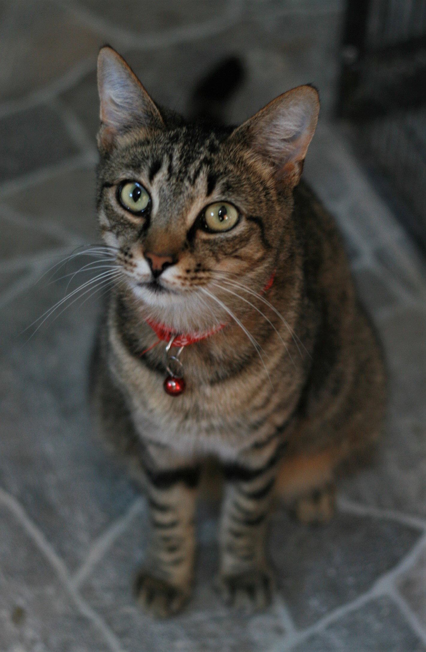 Spicy (Really a Sweetie!), Adoptable, Young Female Domestic Short Hair & Tabby.