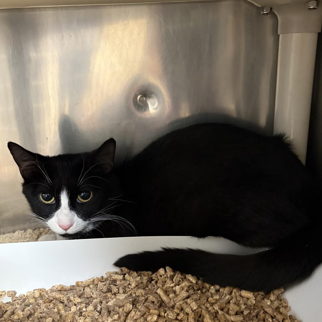 "Star", a Adoptable Domestic Short Hair in Conshohocken, PA image 1/2