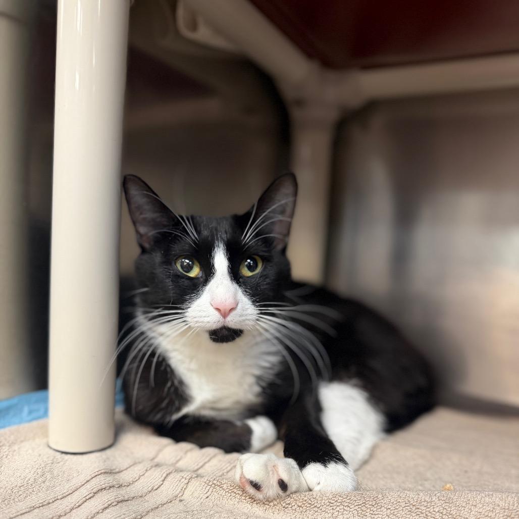 "Star", a Adoptable Domestic Short Hair in Conshohocken, PA image 2/2