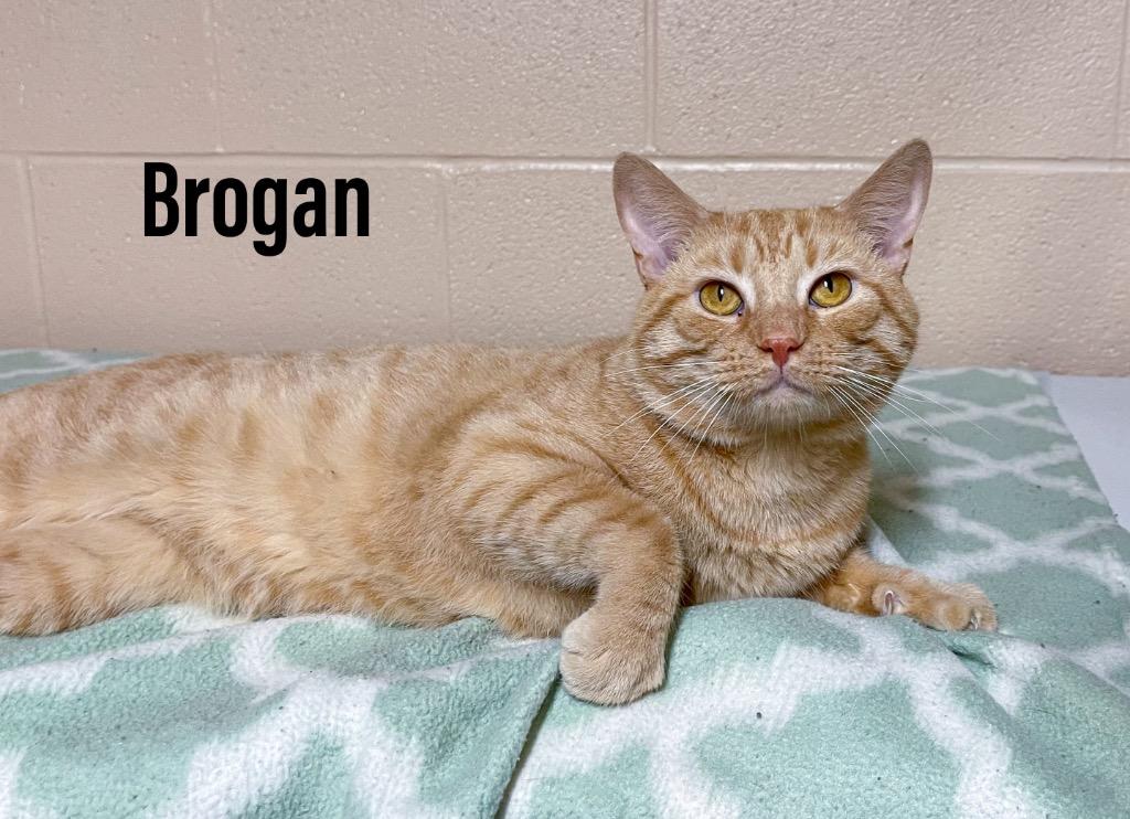 Brogan, Adoptable, Adult Male Domestic Short Hair.