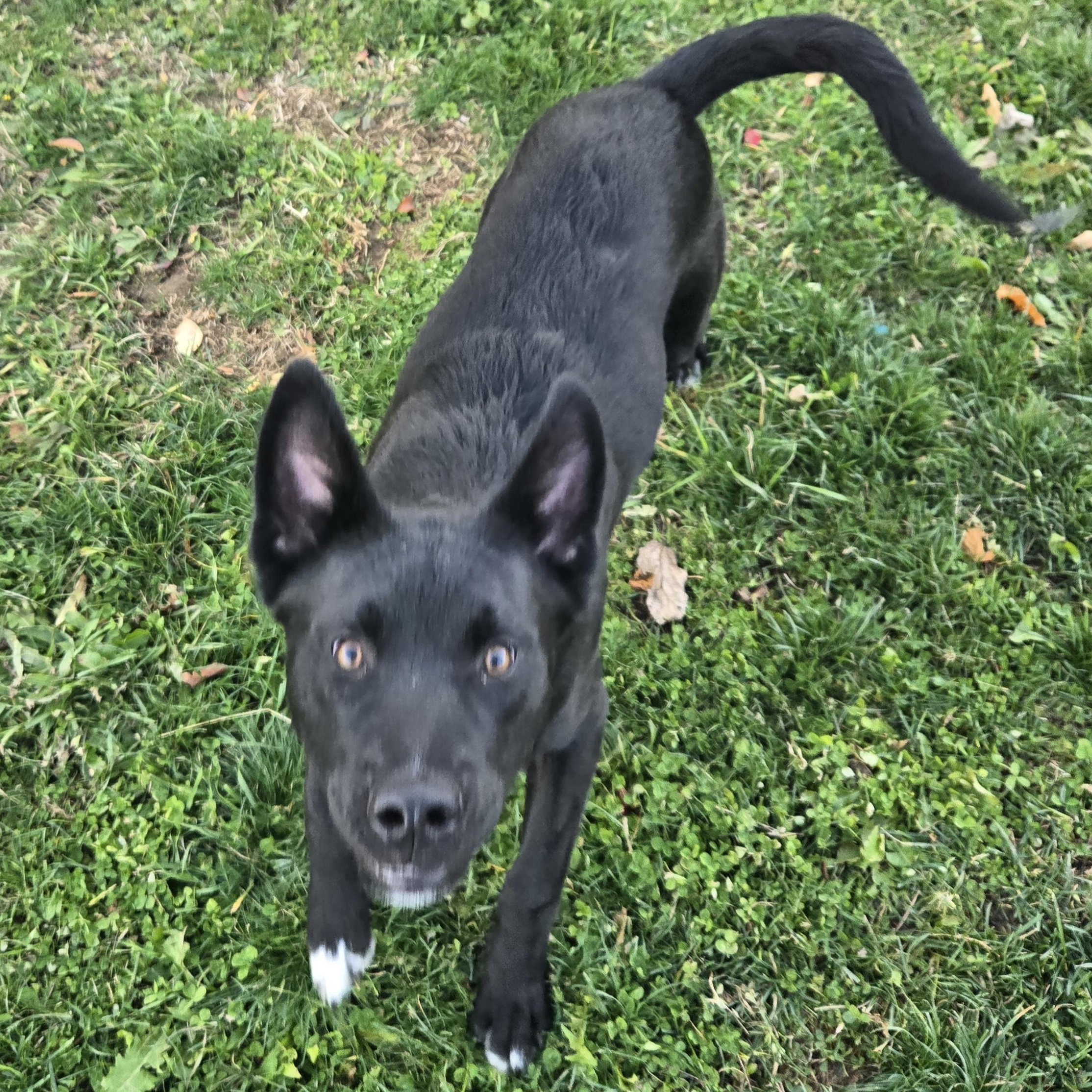 Enlarge Acorn, a ADOPTABLE Terrier in Xenia , OH image 1/6