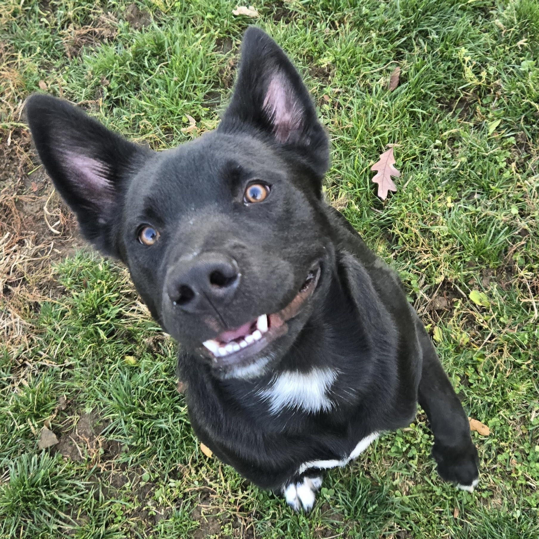 Enlarge Acorn, a ADOPTABLE Terrier in Xenia , OH image 3/6