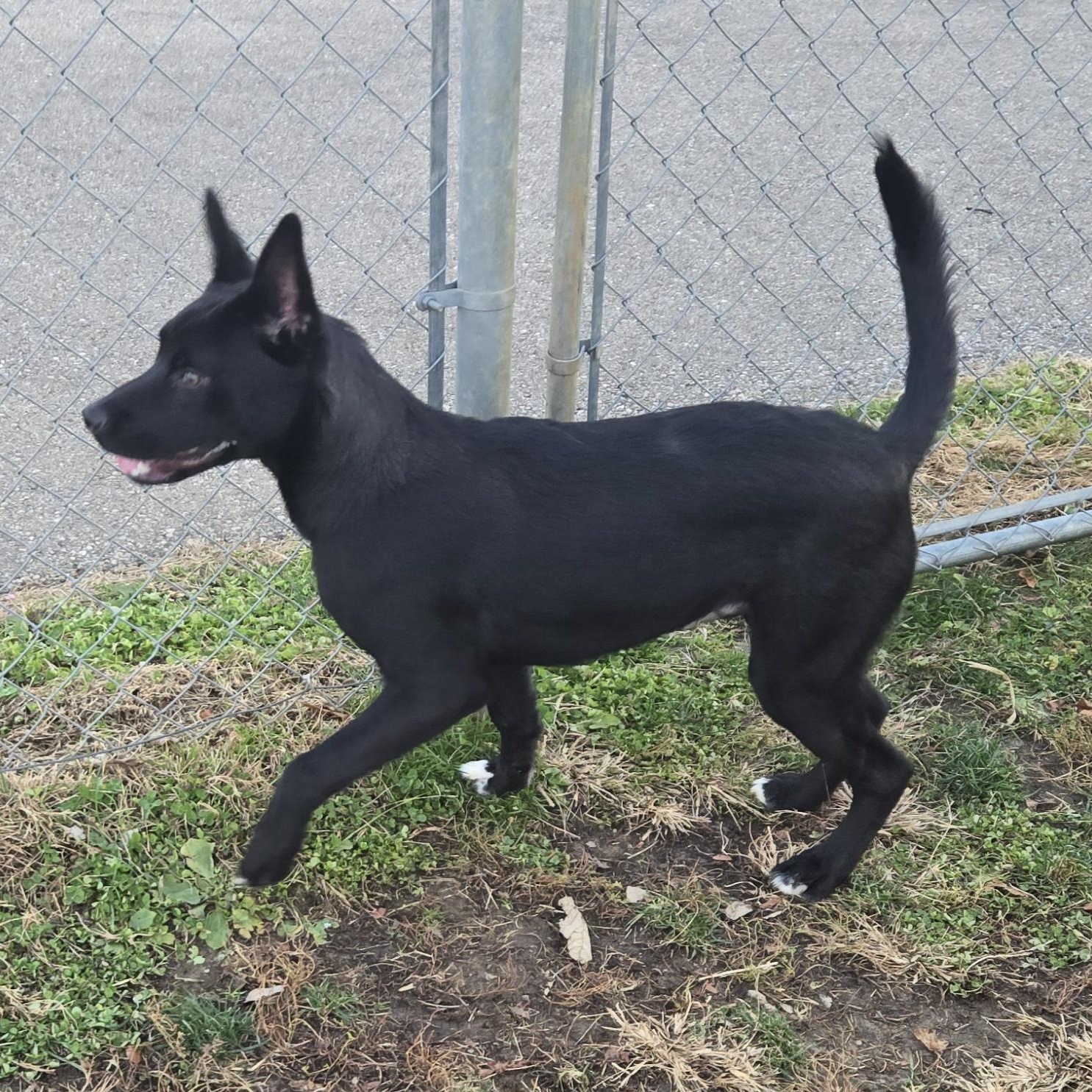 Enlarge Acorn, a ADOPTABLE Terrier in Xenia , OH image 4/6