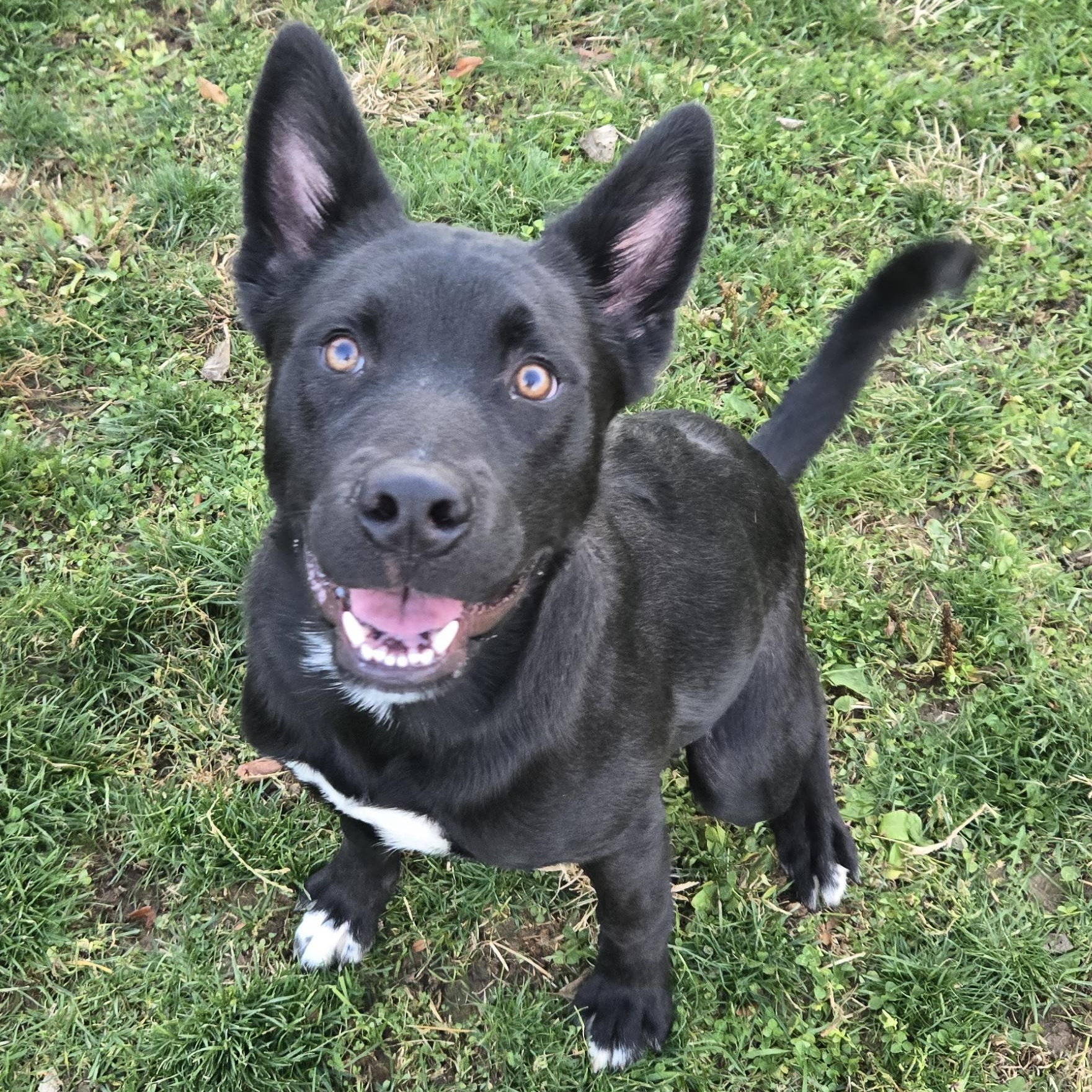 Enlarge Acorn, a ADOPTABLE Terrier in Xenia , OH image 5/6