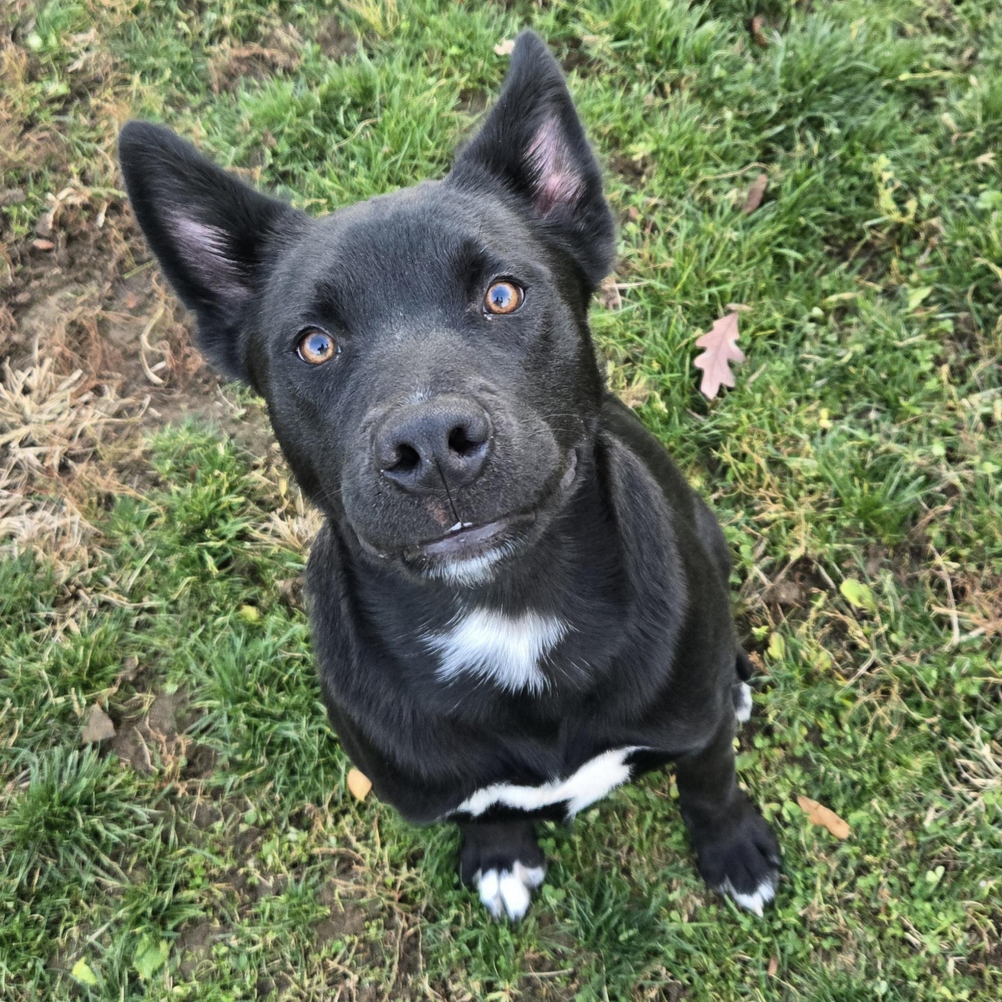 Enlarge Acorn, a ADOPTABLE Terrier in Xenia , OH image 6/6