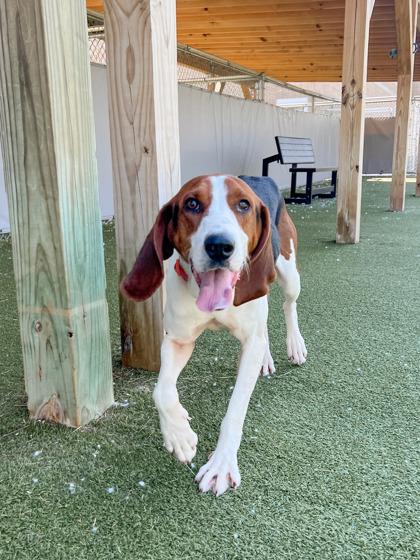 Hattie, Adoptable, Adult Female Treeing Walker Coonhound & Mixed Breed.