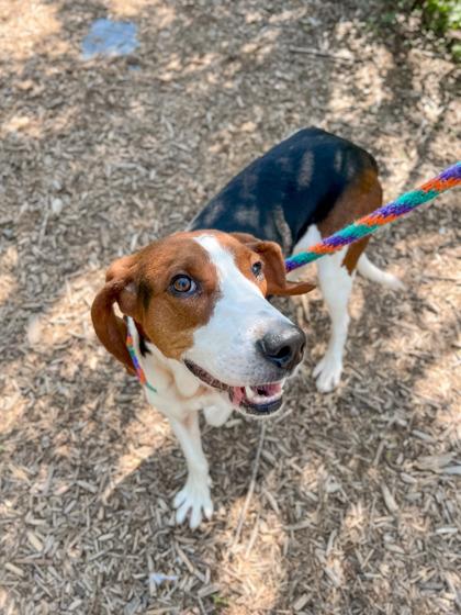 Hattie, a Adoptable mixed breed in Burlington, WI image 2/3