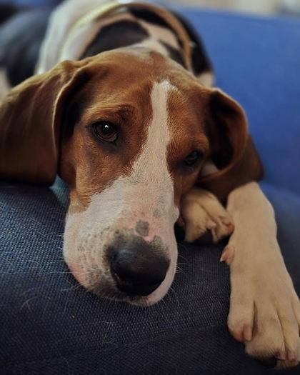 Hattie, a Adoptable mixed breed in Burlington, WI image 3/3