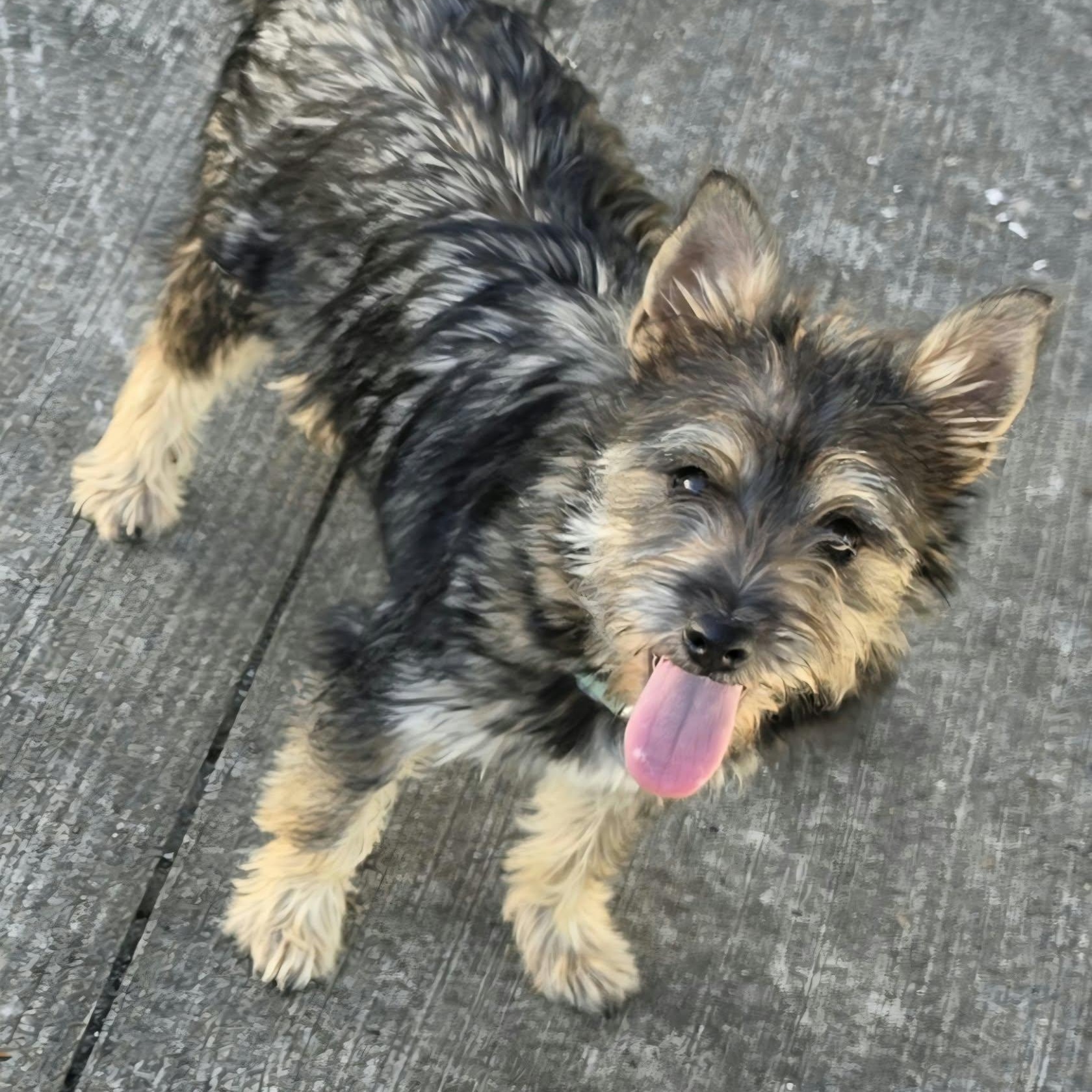 Enlarge Elphaba, Little Puppy Girl, a Adopted mixed breed in Meriden, CT image 1/6