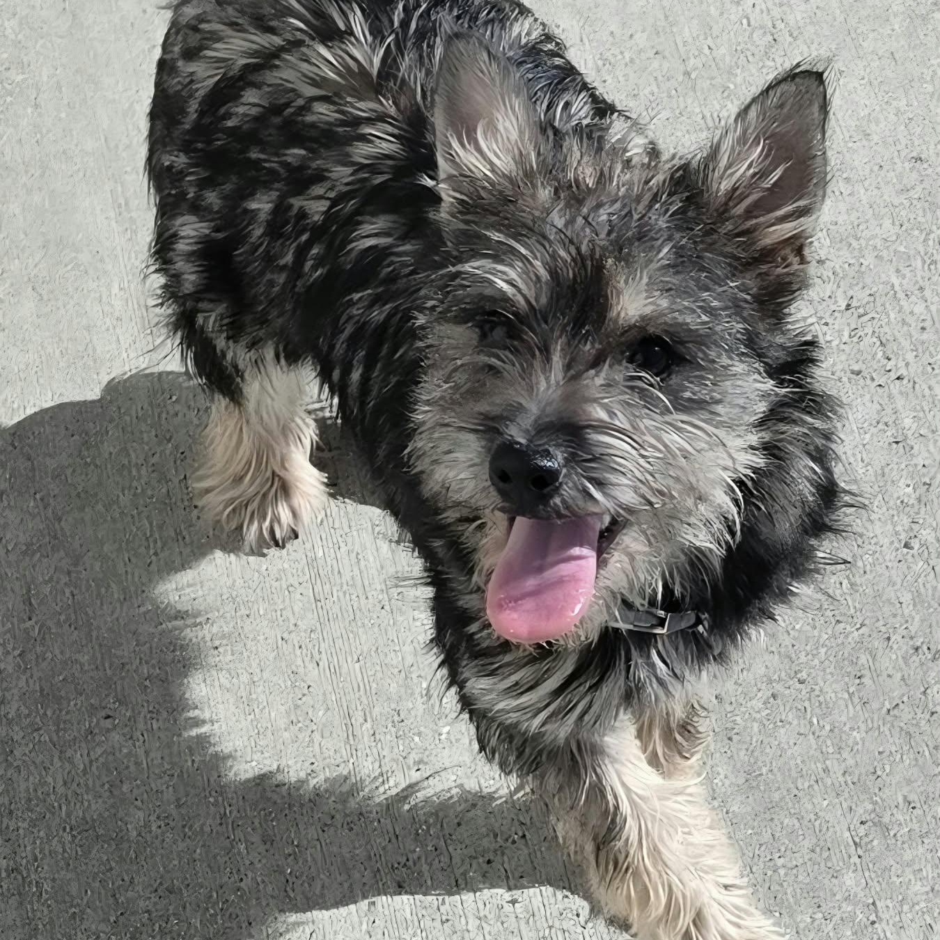 Enlarge Elphaba, Little Puppy Girl, a Adopted mixed breed in Meriden, CT image 4/6