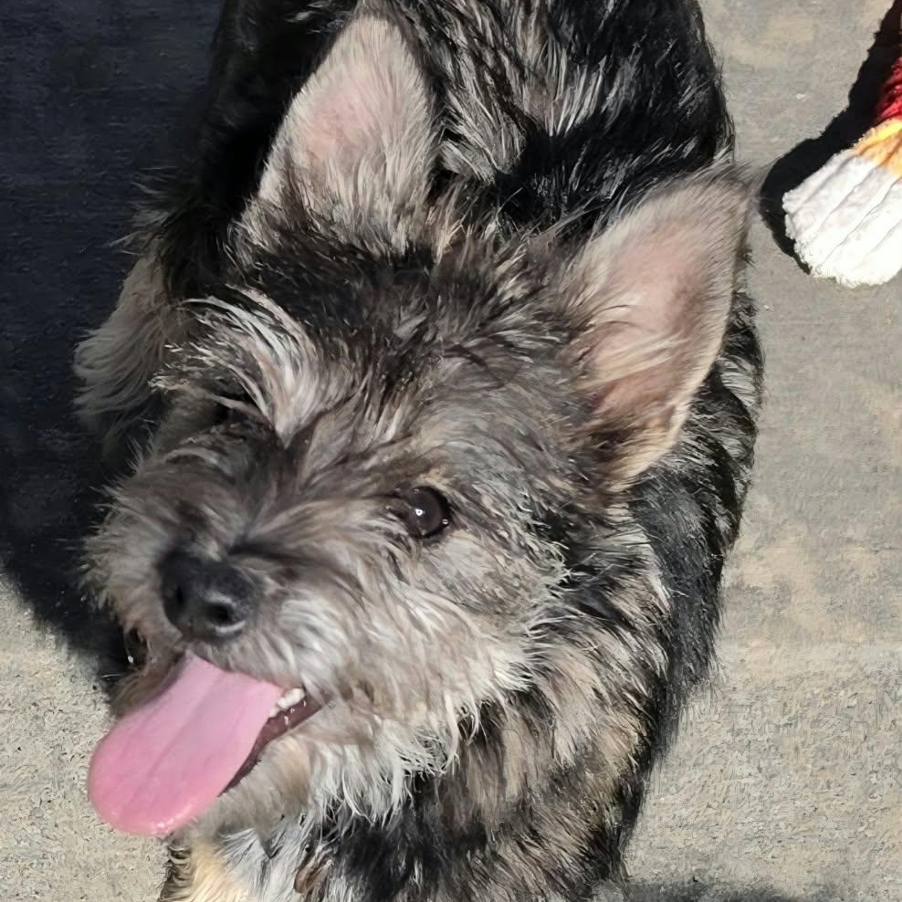 Enlarge Elphaba, Little Puppy Girl, a Adopted mixed breed in Meriden, CT image 3/6