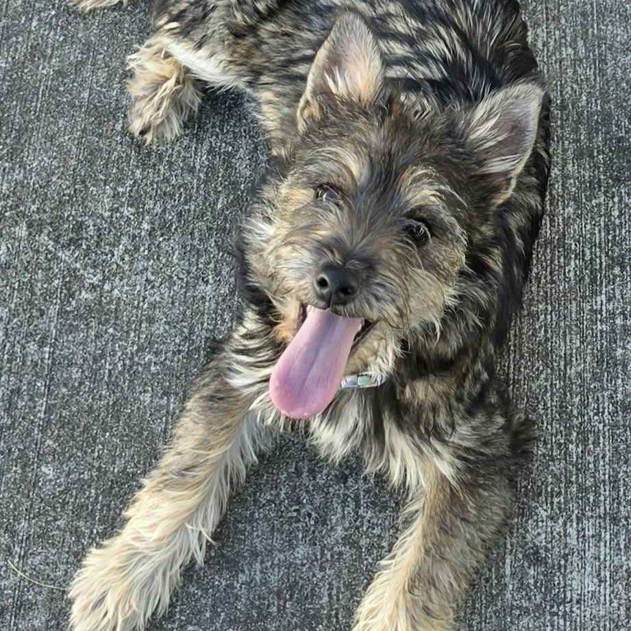 Enlarge Elphaba, Little Puppy Girl, a Adopted mixed breed in Meriden, CT image 5/6