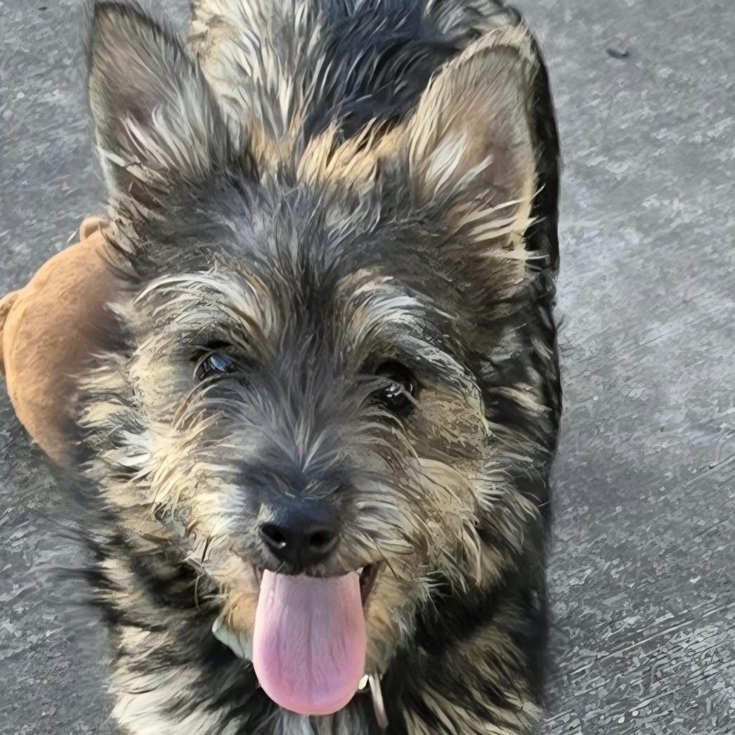 Enlarge Elphaba, Little Puppy Girl, a Adopted mixed breed in Meriden, CT image 6/6
