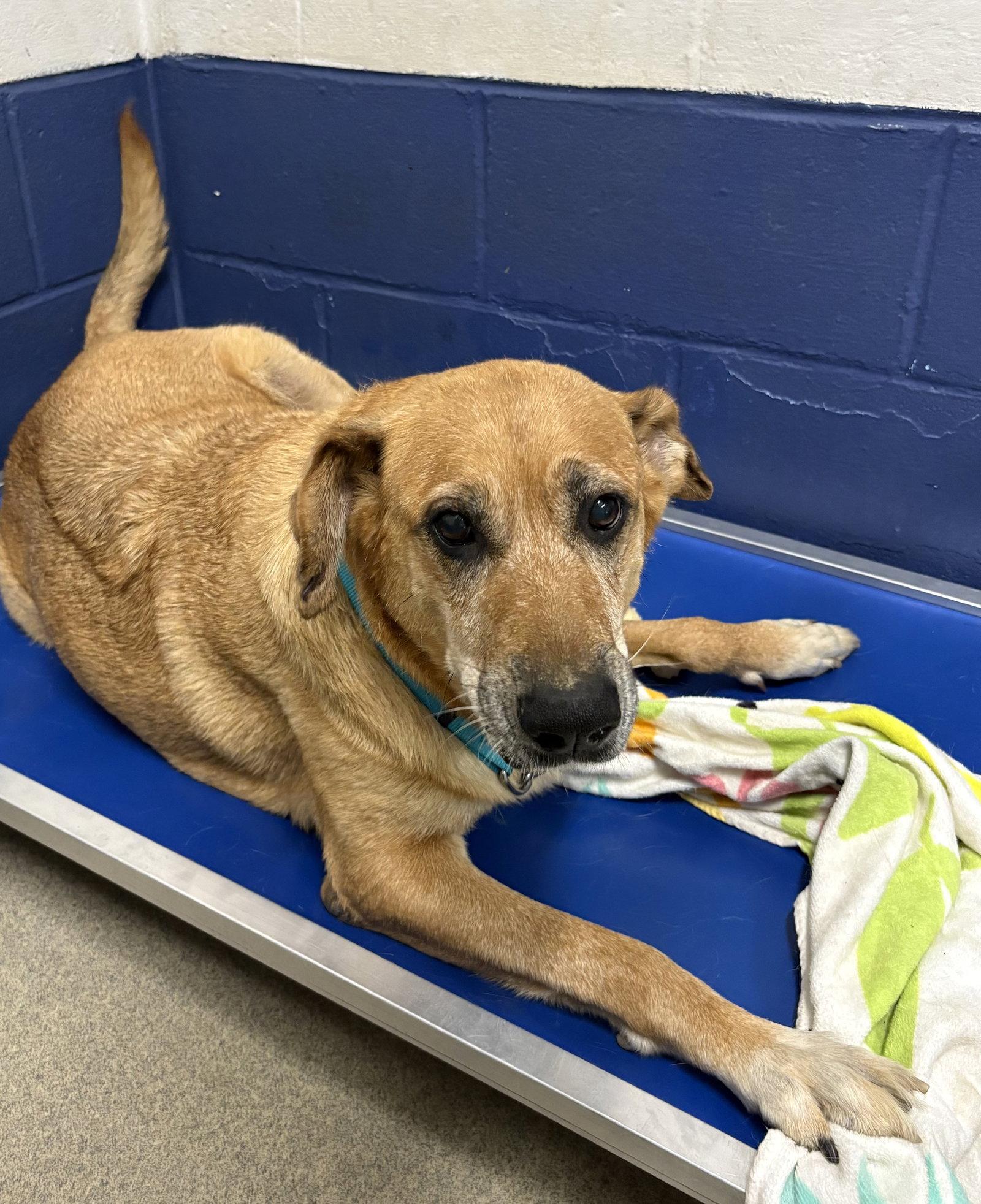 Enlarge Oakley 8 years old female, a Adoptable Mixed Breed in Sterling, MA image 2/2