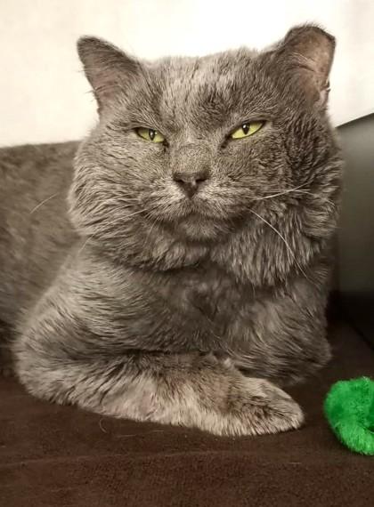 Enlarge Greyson, a Adoptable mixed breed in Waupaca, WI image 1/1