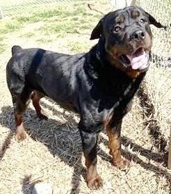 Enlarge Titan Purebred Rottie 1 year old !, an adopted Rottweiler in Richmond, VA image 3/3