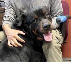 Enlarge Titan Purebred Rottie 1 year old !, an adopted Rottweiler in Richmond, VA image 1/3