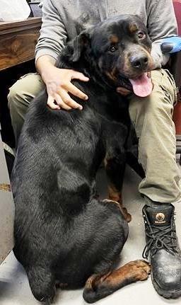 Enlarge Titan Purebred Rottie 1 year old !, an adopted Rottweiler in Richmond, VA image 2/3