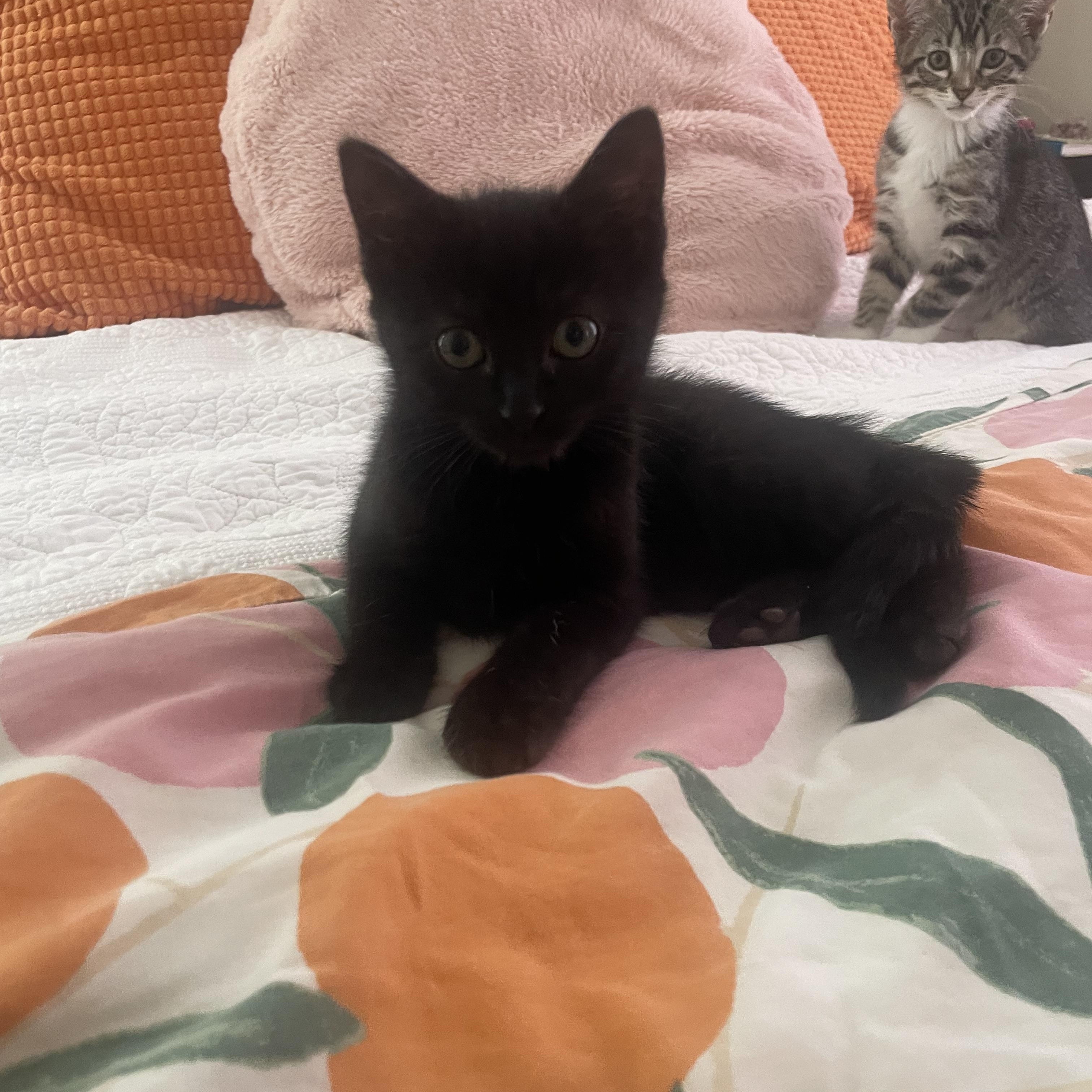 Coral, an adopted Domestic Short Hair in Mississippi State, MS image 2/5