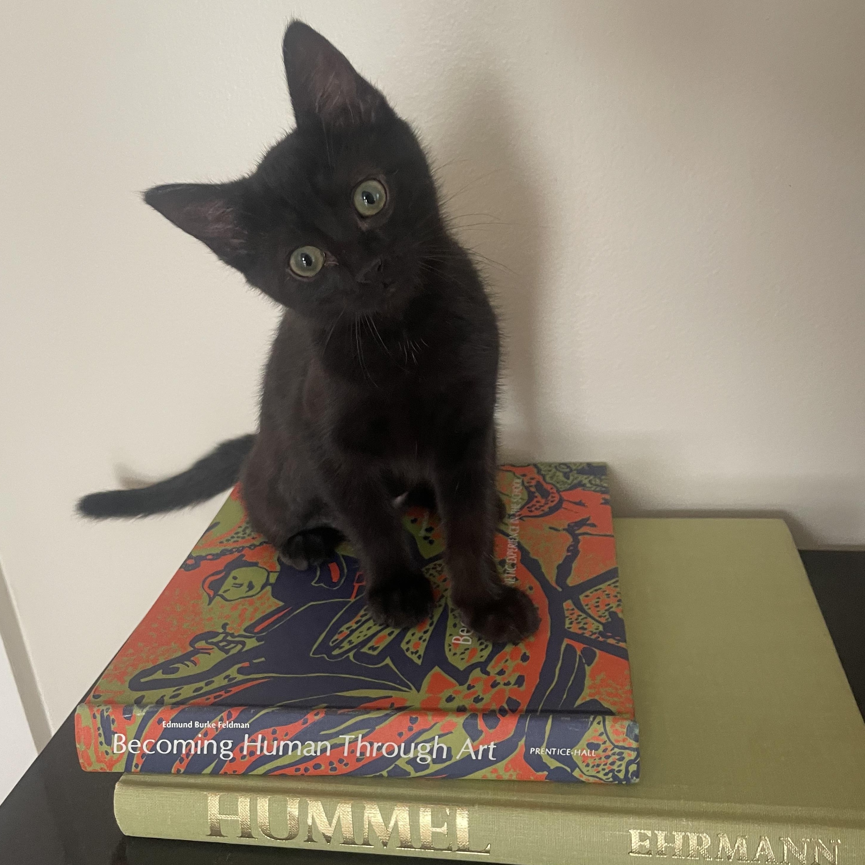 Coral, adopted, Kitten Female Domestic Short Hair.